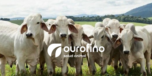 Ourofino